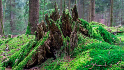 Fresh Green Moss Covering a Tree Stump and Forest Floor in a Fir and Pine Forest