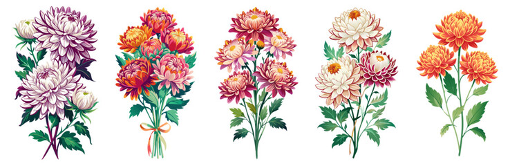 illustration of flower, Chrysanthemum flower isolated on white background, Chrysanthemum illustration, Chrysanthemum flower vector