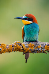 Fototapeta premium A European bee-eater (Merops apiaster) is perched on a branch, portrait. The background is blurred, highlighting the bird's vibrant colors and detailed features.
