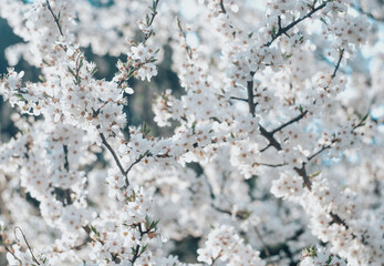 a beautiful close-up of tree branches covered in white blossoms, possibly cherry or apple blossoms, in full bloom