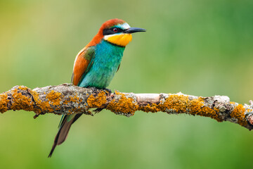 A European bee-eater (Merops apiaster) is perched on a branch, portrait. The background is blurred, highlighting the bird's vibrant colors and detailed features.