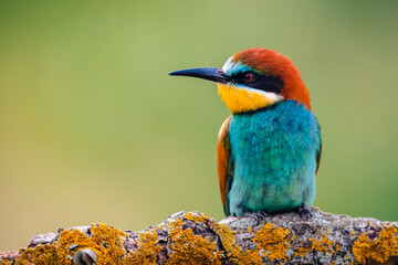 A European bee-eater (Merops apiaster) is perched on a branch, portrait. The background is blurred, highlighting the bird's vibrant colors and detailed features.
