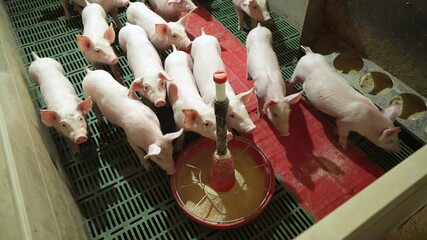 Farmer feeding piglets at pig farm
