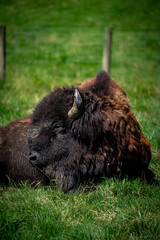 buffalo in the grass