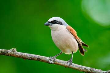 Red-backed shrike (Lanius collurio) perched on branch
