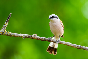 Red-backed shrike (Lanius collurio) perched on branch