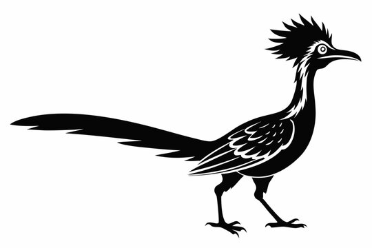 recommend clip art: Greater roadrunner silhouette vector illustration. male roadrunner
