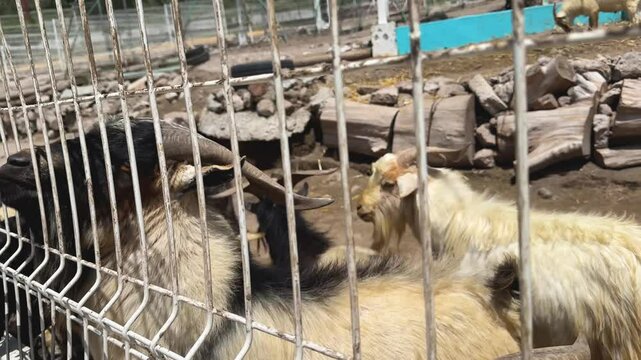 cabras siendo alimentadas en una granja 