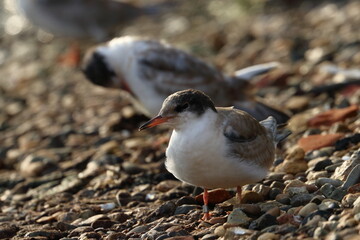 common tern