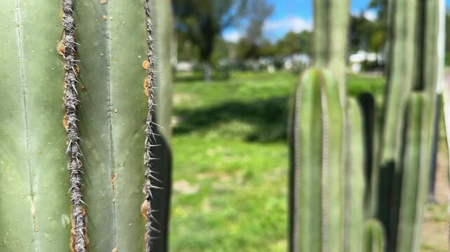acercamiento de unos cactus en un campo mexicano