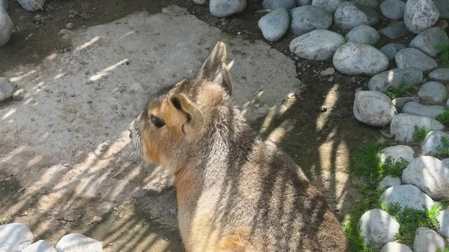 Mara o liebre de la Patagonia descansando bajo el sol