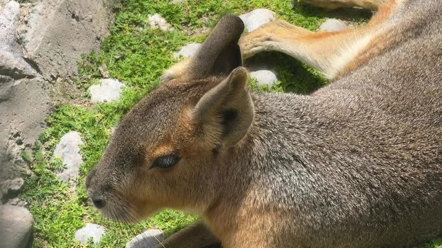 Mara o liebre de la Patagonia descansando bajo el sol