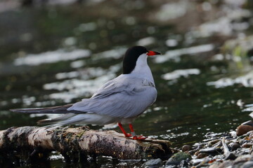 terns