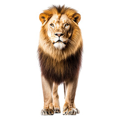 Lions are large cats that are known for being confident, decisive, and natural leaders.  generative ai