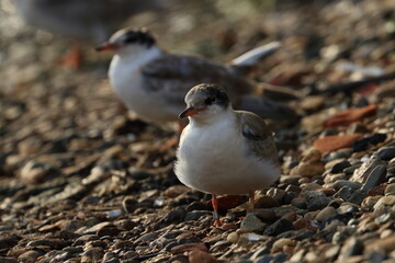 common tern