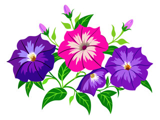 illustration of flower, Petunia flower isolated on white background, Petunia illustration, Petunia flower vector