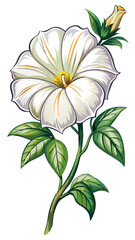 illustration of flower, Petunia flower isolated on white background, Petunia illustration, Petunia flower vector