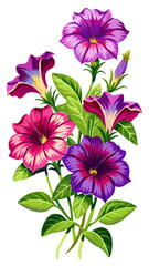 Obraz premium illustration of flower, Petunia flower isolated on white background, Petunia illustration, Petunia flower vector