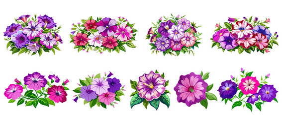 illustration of flower, Petunia flower isolated on white background, Petunia illustration, Petunia flower vector
