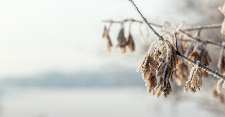 Frost covered tree branch with dry leaves in winter on blurred background, copy space