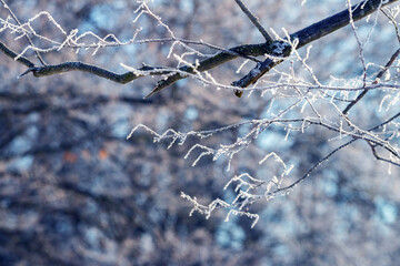 Frost-covered tree branches in the forest on a sunny day