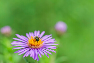Fototapeta premium bee on a flower