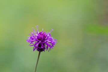 new york ironweed flower on green background