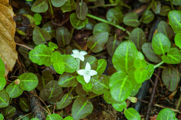 partridge berry flowers
