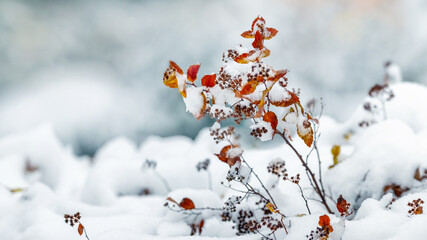 Snow-covered branches of a bush with red dry leaves after snowfall