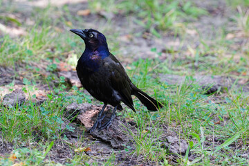 Common grackle bird