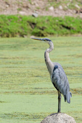 great blue heron standing on a rock