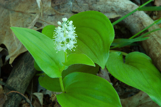 white Canada Mayflower