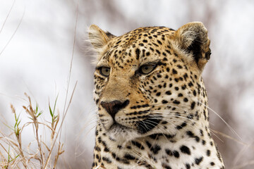 Leopard (Panthera pardus) female hanging around in Sabi Sands game reserve in the Greater Kruger Region in South Africa