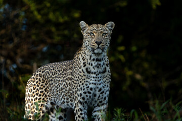 Leopard (Panthera pardus) female hanging around in Sabi Sands game reserve in the Greater Kruger Region in South Africa