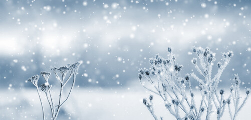 Snow covered dry plants in winter during snowfall on blurred background © Larysa