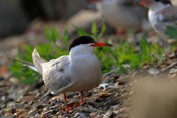 terns
