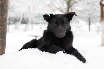 Naklejka premium A black dog lies on a pile of snow in winter
