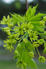 New Growth on a Maple Tree