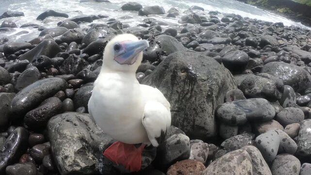 Red-footed booby standing on coastal rocks in Fernando de Noronha, Brazil