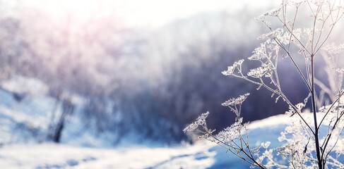 Frost-covered dry branches of plants in winter on a sunny morning