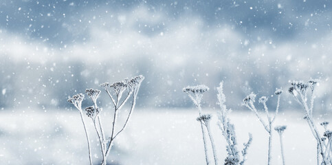 Snow covered dry plants in winter during snowfall on blurred background © Iryna