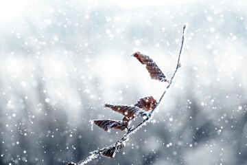 Snow covered tree branch with dry leaves in winter during snowfall