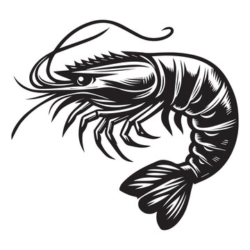 Shrimp Silhouette Vector 
