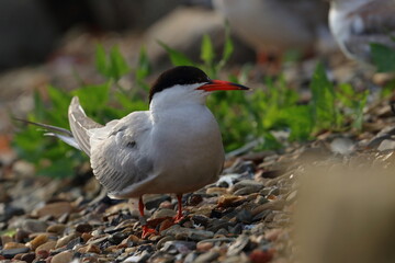 common tern