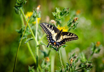 Butterfly with flowers, Anise Swallowtail collecting nectar, nature background