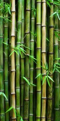 Fototapeta premium Lush green bamboo stalks reaching for sunlight in a serene grove