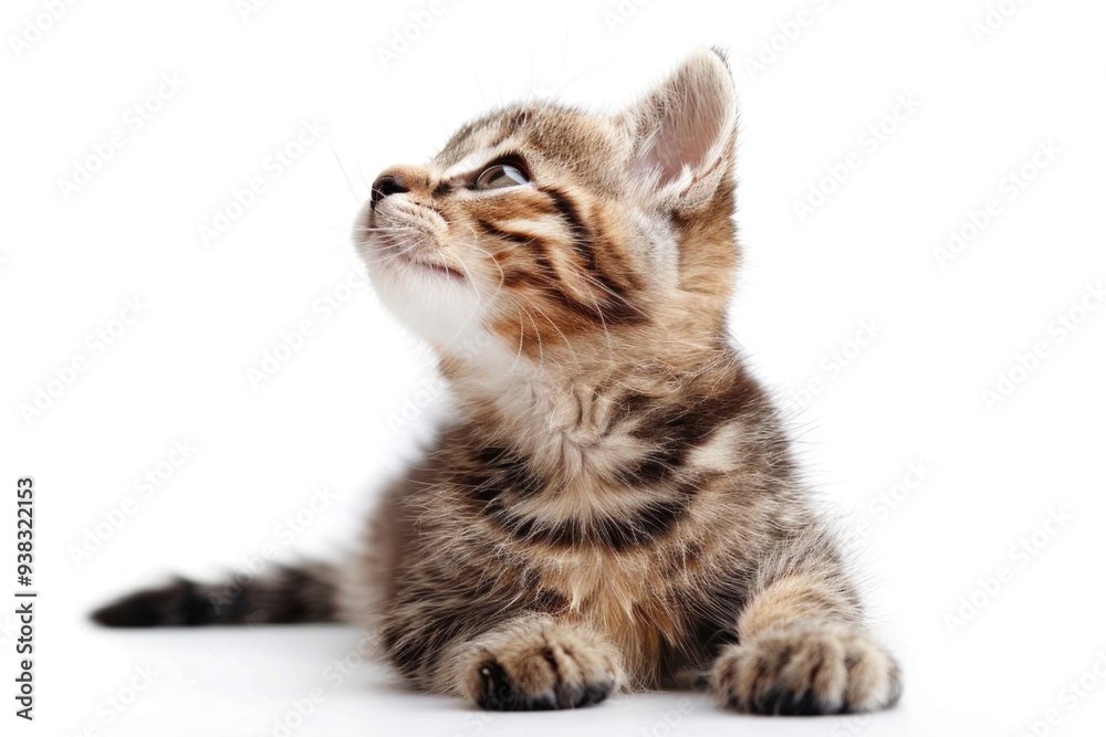 Poster a small kitten looking up from a white surface
