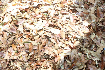 otoño