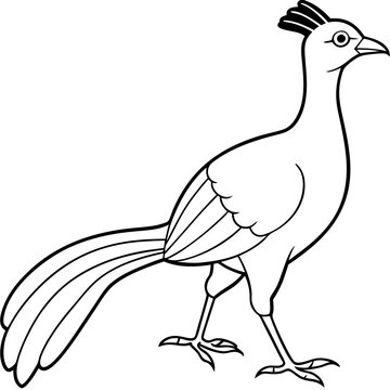 recommend clip art: Lyrebird Line Art Vector Design