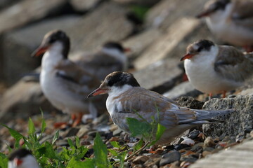 terns